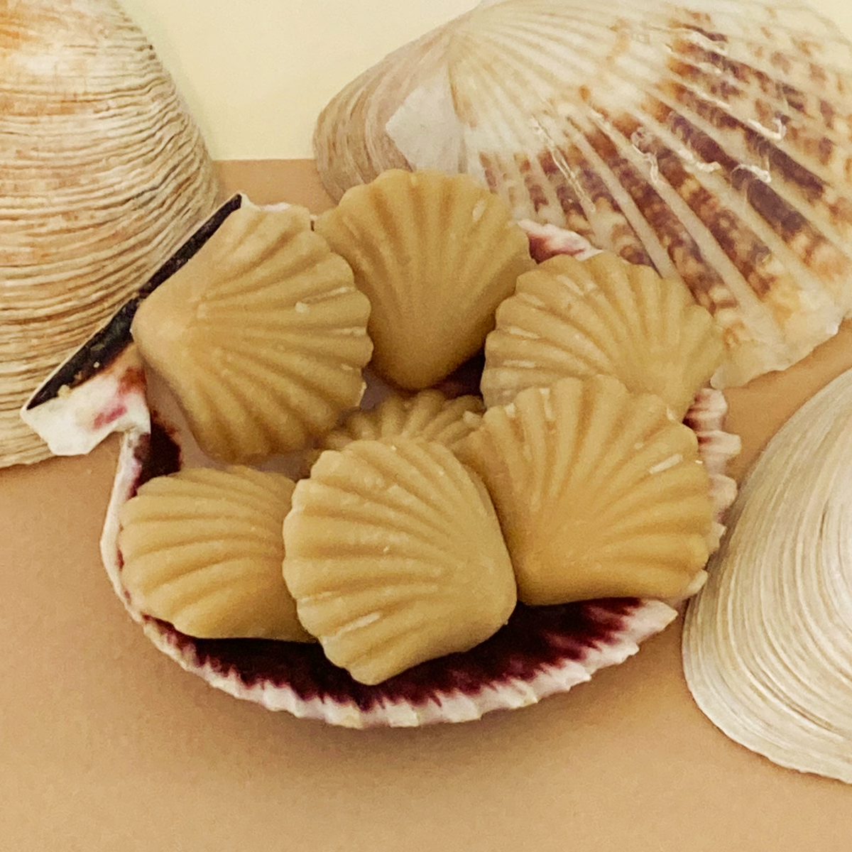 Maple Sugar Candy SEASHELLS, 6-piece box