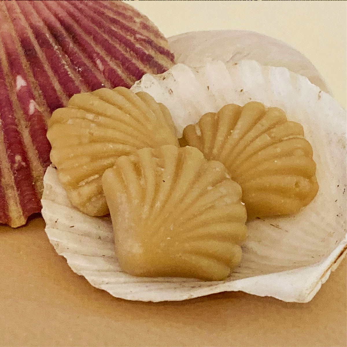 Maple Sugar Candy SEASHELLS, 3-piece box