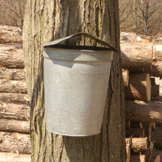 Maple sap bucket