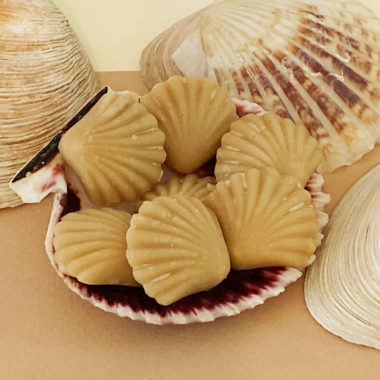 Maple Sugar Candy SEASHELLS, 6-piece box