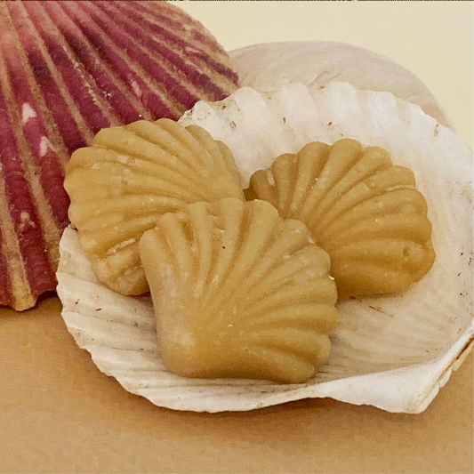 Maple Sugar Candy SEASHELLS, 3-piece box